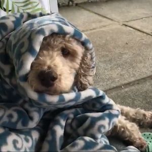 Meet your Posher, Tory